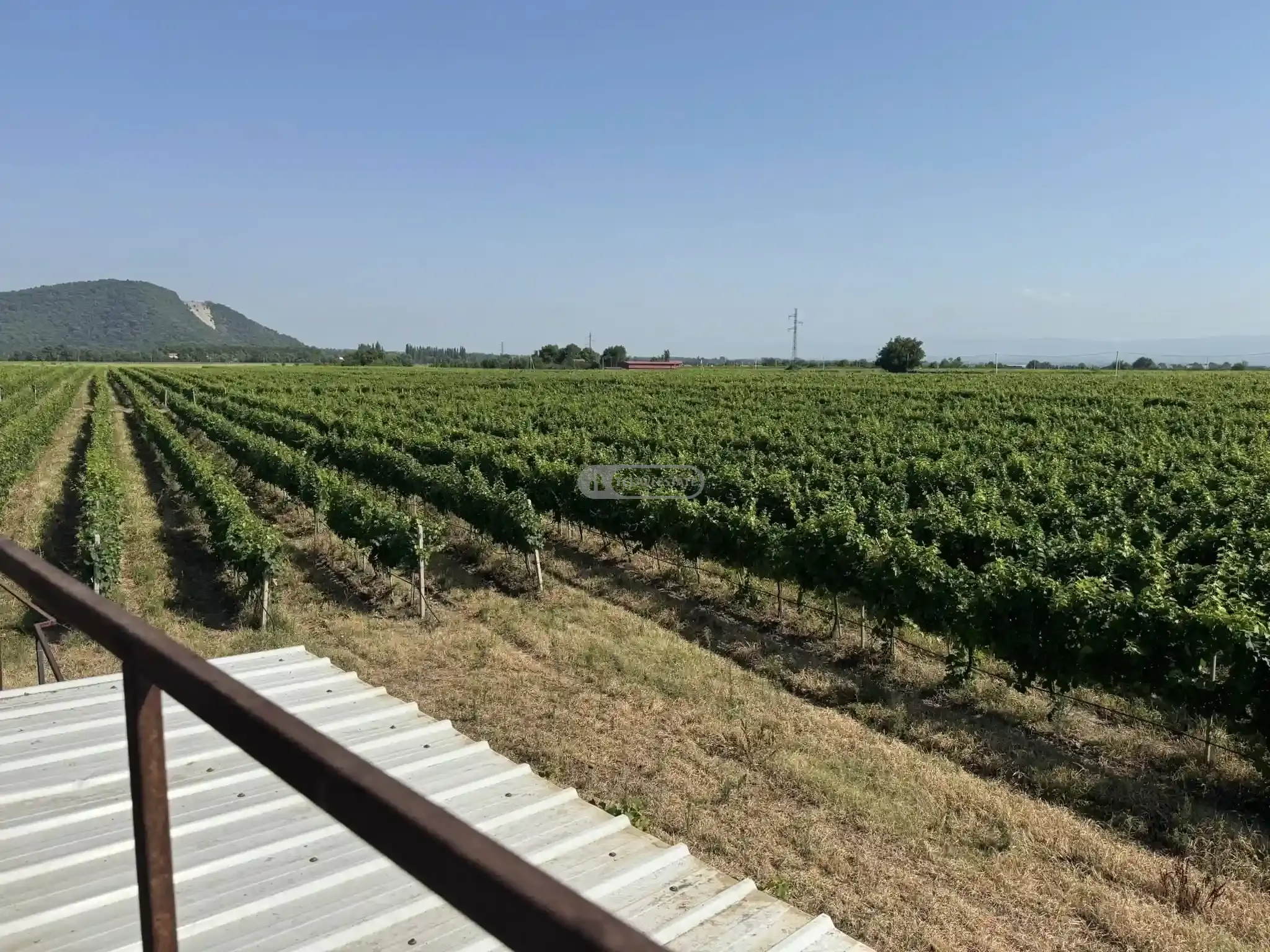 Небольшая винодельня и виноградники в Шилде
