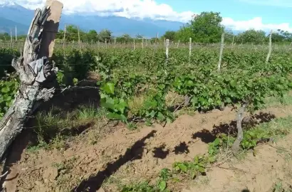ვენახი კურდღელაურში