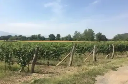Виноградник в Шакриани