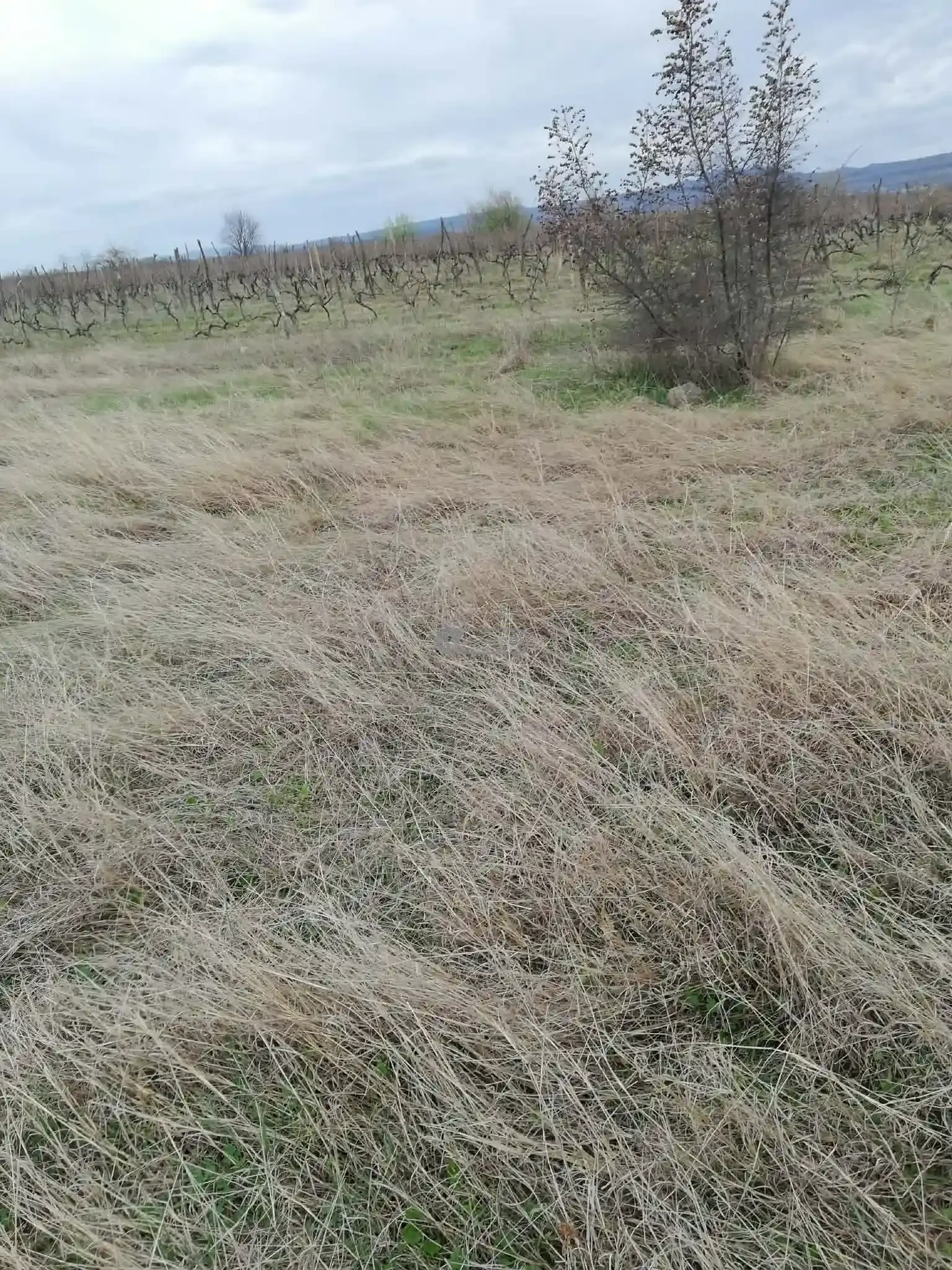 Land plot in Kondoli