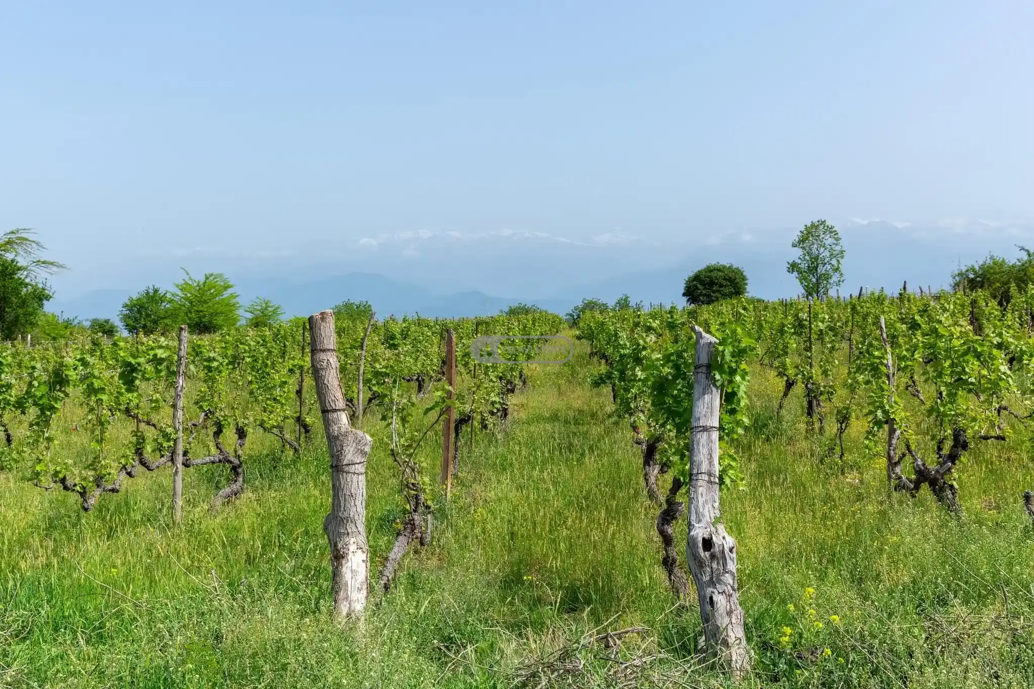 land plot in Ikalto